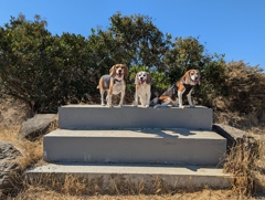 Marbles and the Tri-Tones at Heron's Head