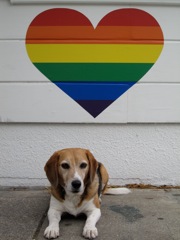 Tricolor/rainbow coalition