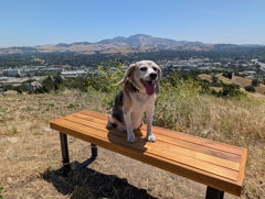 Walnut Creek