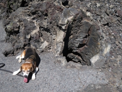 Wallace in the Lava Cast Forest