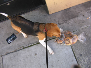 Beagle biting bagel bag