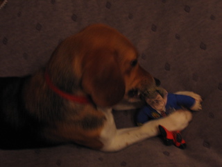 Beagle biting Bush