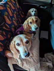 Ready for the Bay Area Beagles 20th anniversary meetup