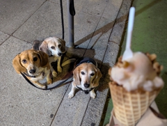 Farewell gelato at Hila