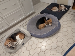 Last triple tricolor photo