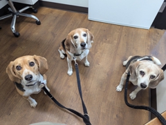 With Wallace at the vet