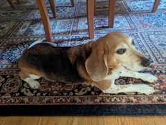 Linus after furmination