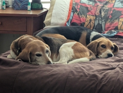 Beware the snuggler