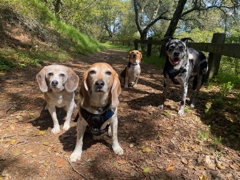 At Redwood Regional Park (2)