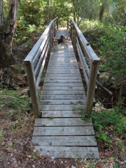 Bridge to the Environmental Camp