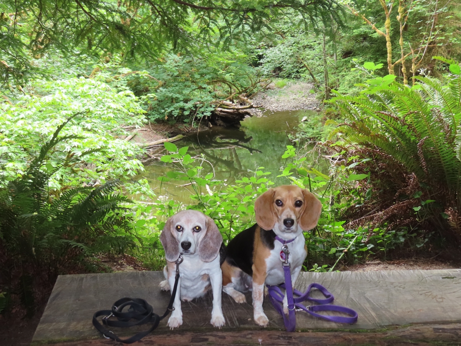 Headwaters Forest Reserve bench 2