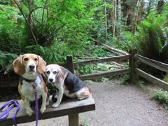 Headwaters Forest Reserve bench 1