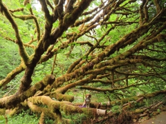 Bigleaf maple