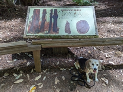 Burls in plants and animals