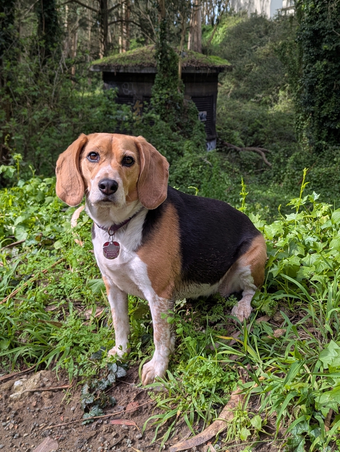 Twin Peaks Tunnel vent