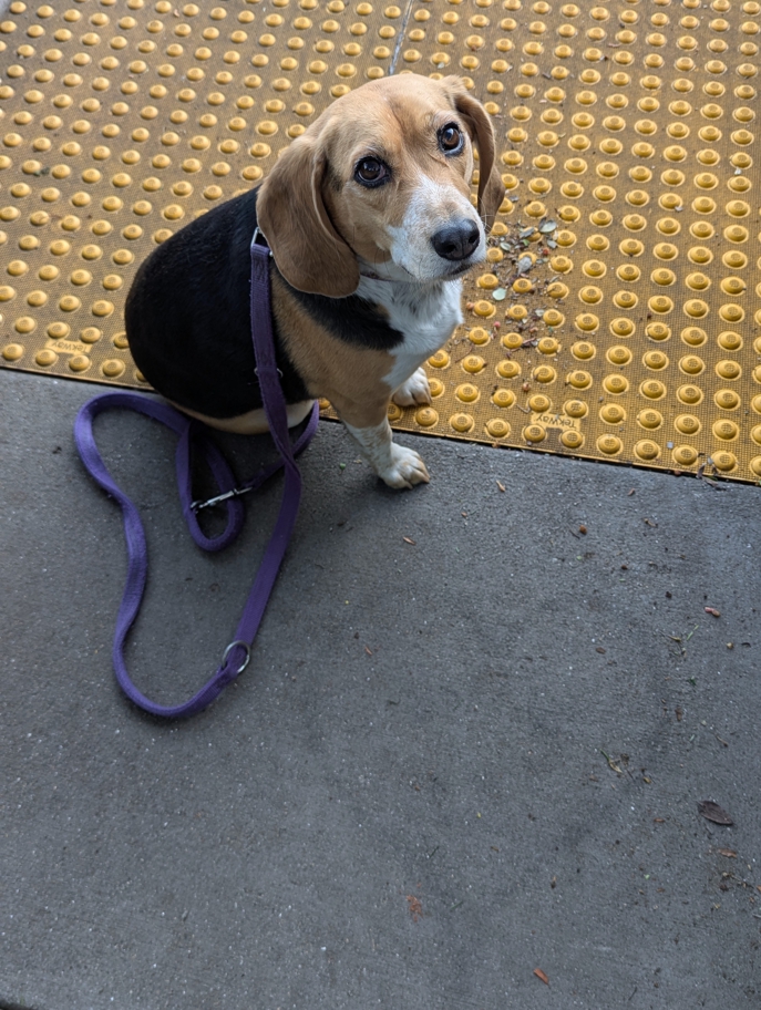 Amar Pai memorial in Seacliff
