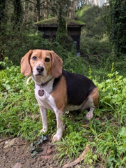 Twin Peaks Tunnel vent